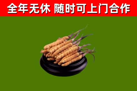 阿拉尔市烟酒回收冬虫夏草.jpg